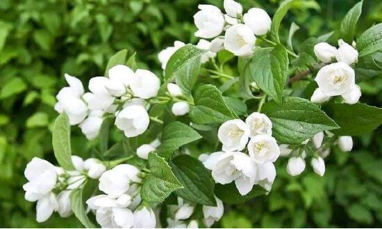 茉莉花花语 茉莉花花语（茉莉花花语及传说） 生活