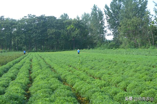 8月份，中药材菊花将迎来一种重要害虫，防治要确保“稳准狠”