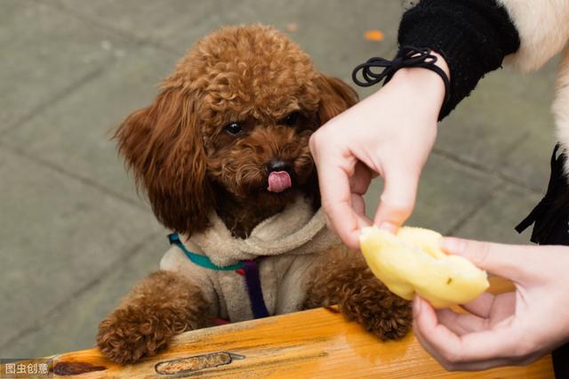 贵宾犬图片