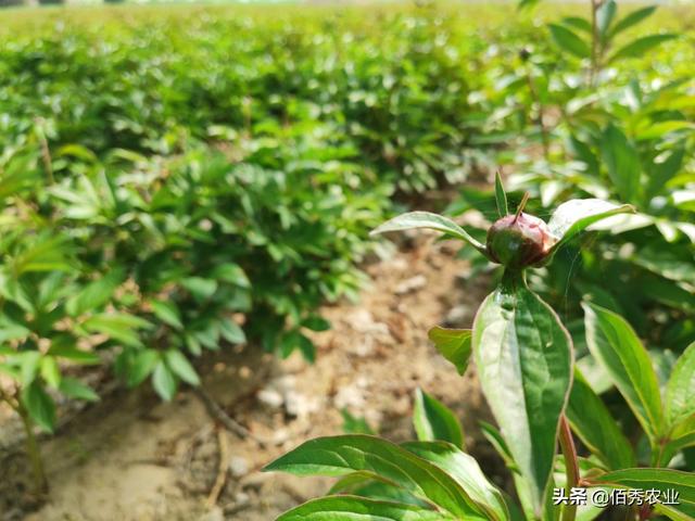 芍药**害虫难防治？抓住这个黄金时期灭虫，科学施药有技巧5