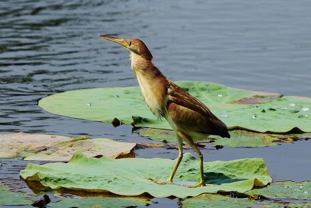 子梅鱼有鱼鳞吗