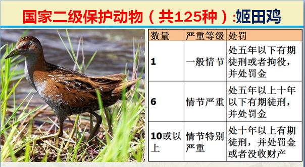 国家二级保护动物有哪些