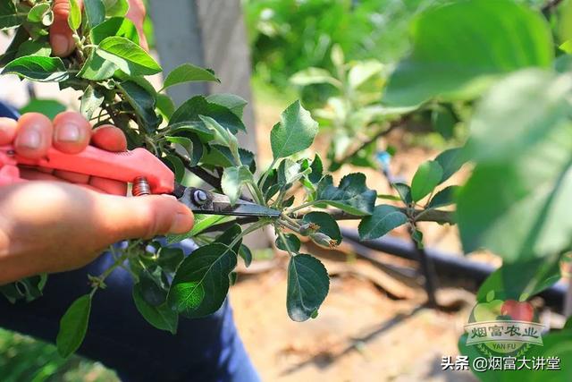 二十元一公斤的苹果，花后管理土肥水、药物以及技术要点4