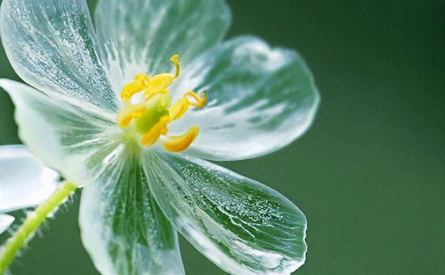 水晶花（水晶花朵）