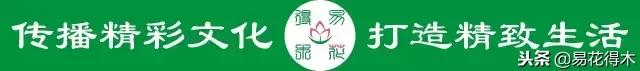巴西木叶子发黄 巴西木叶子发黄（巴西木叶子发黄发黑） 生活