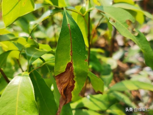 荔枝的嫩叶子为什么中间枯萎了？认识这种害虫和防治方法是关键2