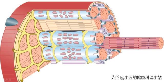 经常吃菠菜为什么还是会缺铁？正确补铁注意7个方面