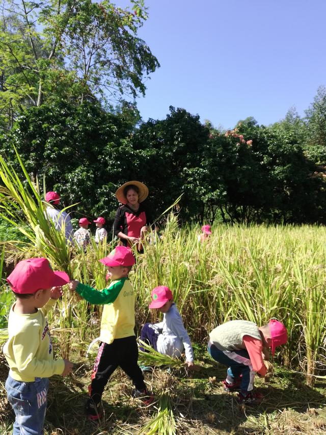 幼儿园的割水稻能手