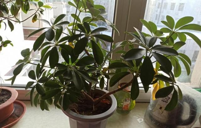 鹅掌柴 鹅掌柴（鹅掌柴种植密度） 生活