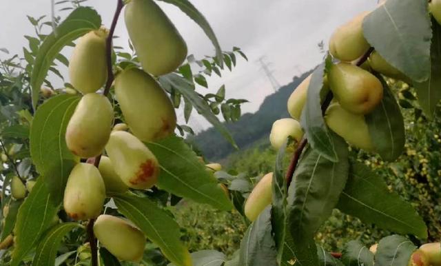 枣树种植 枣树种植（枣树种植技术） 生活