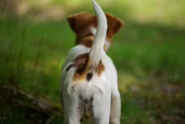 狗是不会说话的动物,但它们可以通过四肢表达内心的想法,它们的尾巴