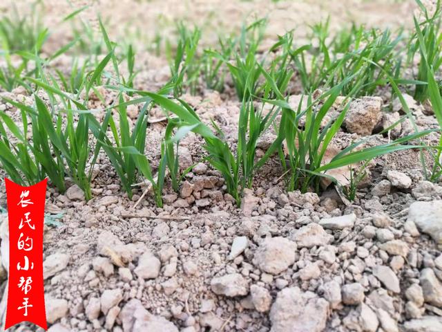 小麦苗发黄咋回事？除了降雨多土壤湿度大，还有3个原因