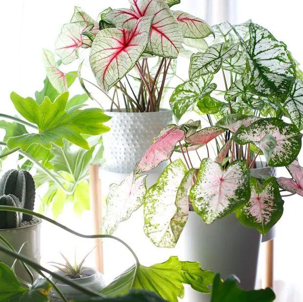 花叶芋 花叶芋（花叶玉蝉） 生活