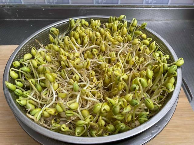 自制黄豆芽