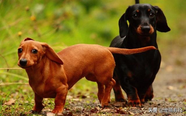 短毛腊肠犬 短毛腊肠犬（短毛腊肠犬会怕冷吗） 动物