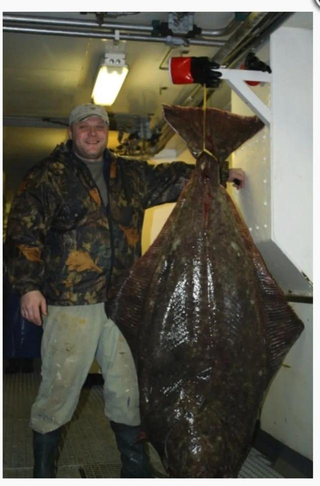 图文 比目鱼的种类知多少 经济价值如何 味道怎么样啊 舌台鳎鱼图片 Www Caipu56 Com