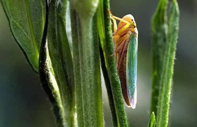 樱桃种植常见虫害，田间实拍图片，果农可选择这些防治方案13