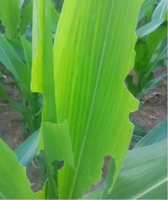 天越旱，虫害越重！玉米粘虫危害和发生原因特征，以及防治方法5