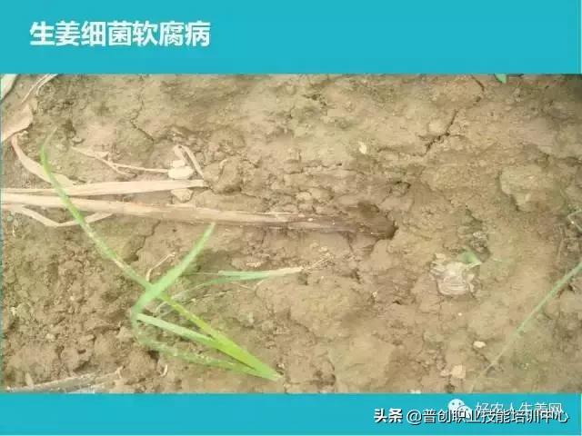 「生姜植保」生姜病虫害图谱以及防止办法（姜农必看！）17