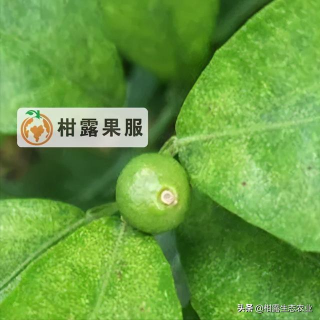 落果原因找不准，打药也是浪费药水9