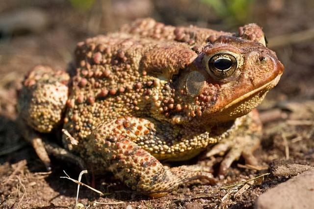 谜底并不是,癞蛤蟆身材外表的圪塔是没有渗透功效的,那不过为了增大概