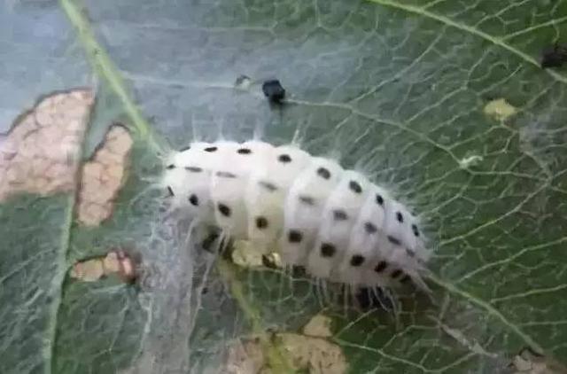 樱桃种植常见虫害，田间实拍图片，果农可选择这些防治方案9