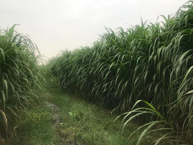 阆中木材破碎机_木材破碎机图片及价格