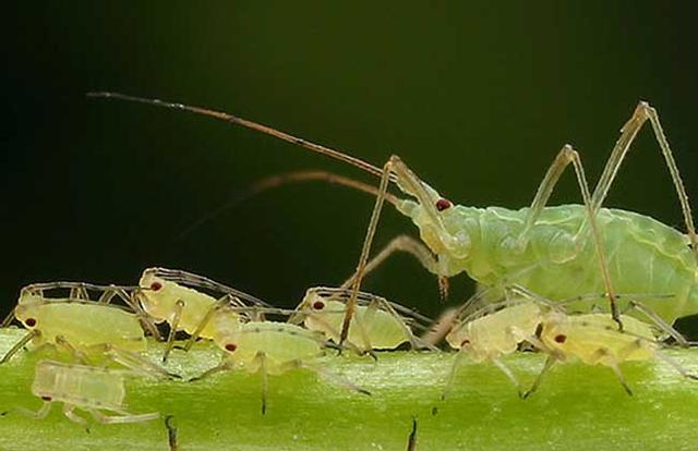 高效防治蚜虫、蓟马、飞虱-5%啶虫脒（刺客），精辟短文！