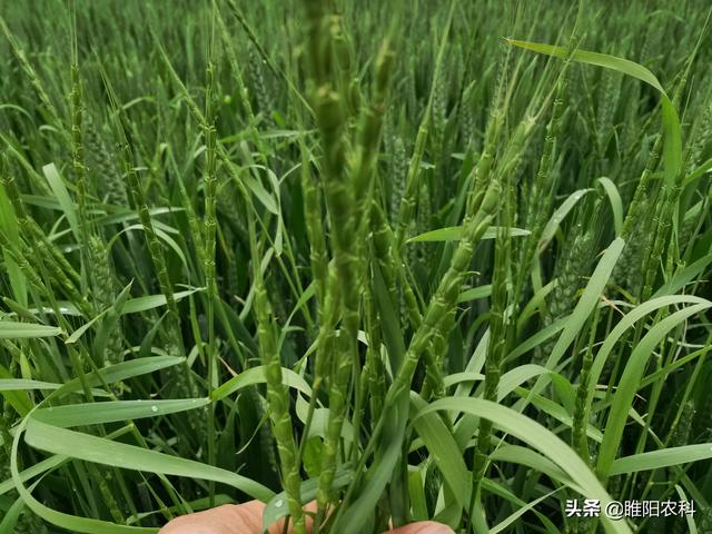 防治麦田节节麦野燕麦黑麦草等禾本科杂草，用这一个配方就够啦