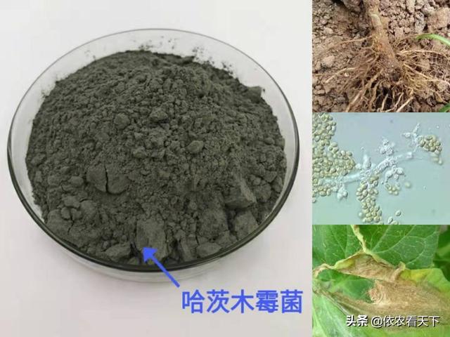 哈茨木霉菌能防治作物病害，但不是“万能药”，方法对了才高效3