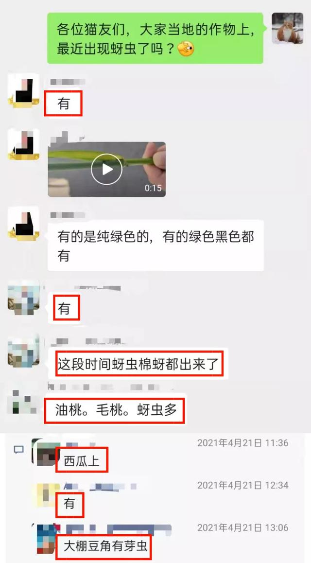 注意！近期蚜虫发生增多！手把手教你防治蚜虫——1