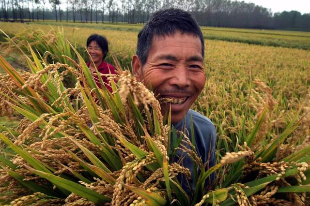 三分钟搞明白水稻种植的“三病三虫五防治”，为高产保驾护航9