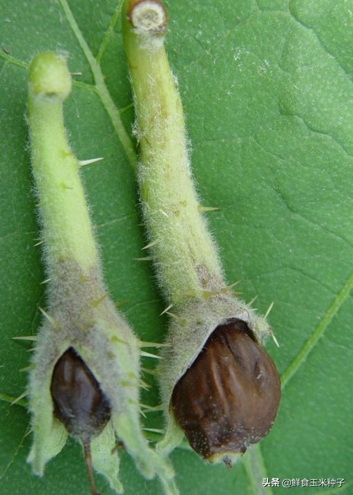 茄瓜果类蔬菜夏季高温期常见生理性障碍及防治措施18