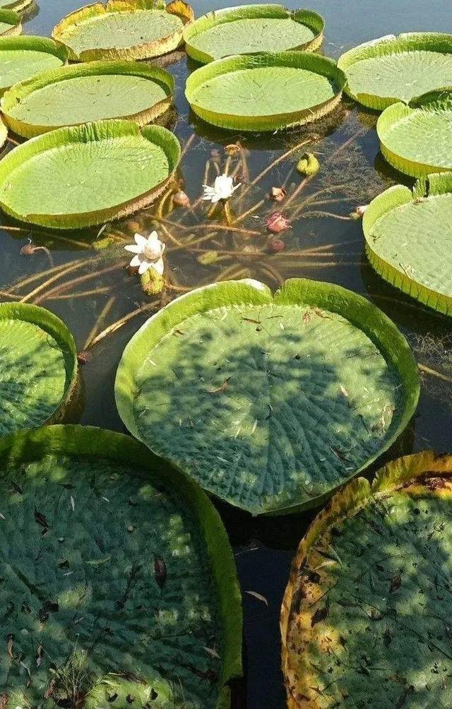 水植物