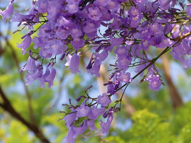 澳门的市花是什么