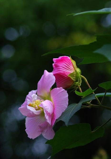 芙蓉花有几种