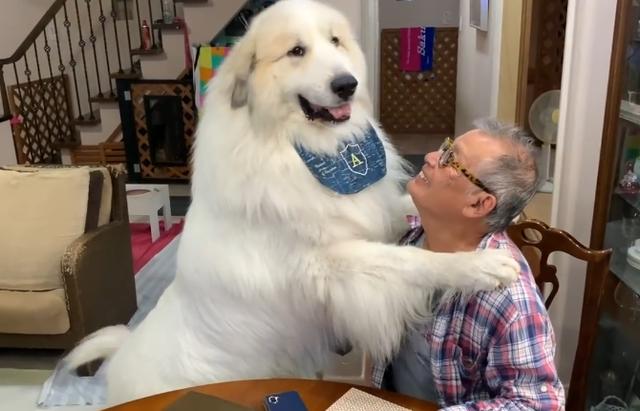 大白熊狗