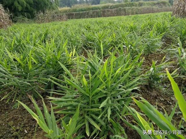 大姜茎基腐病即将迎来雨季高发期，病害周年综合防治技巧要记心底3