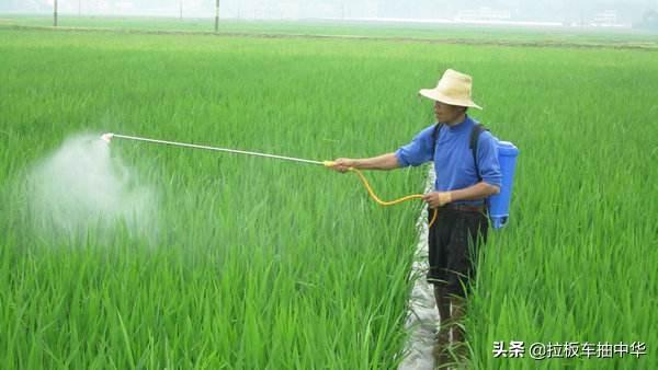 水稻田禾阔双除除草剂~双草醚（很具体）2