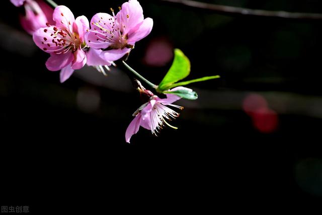 鸢尾花花语