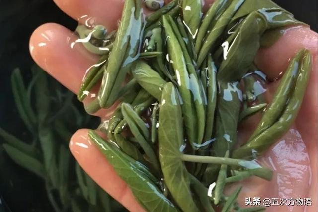 我国传统水生蔬菜的起源17