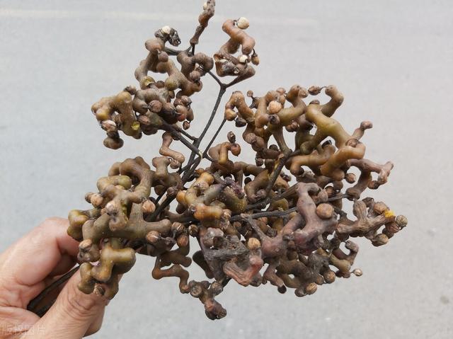 拐枣女人吃了有什么好处？