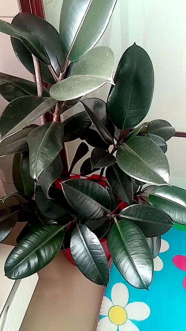 橡皮树怎么养