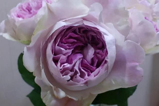 切花月季有哪些好品种(月季花最好的品种)