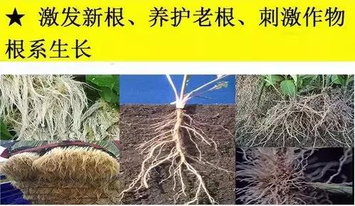 地温升，线虫起，常见杀线剂都有哪些优缺点？20