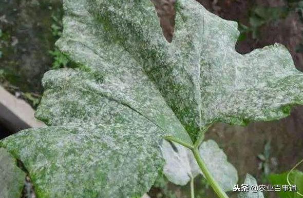 种植大蒜如何防控灰叶斑病？这是很多农户都头疼的问题，你知道吗4