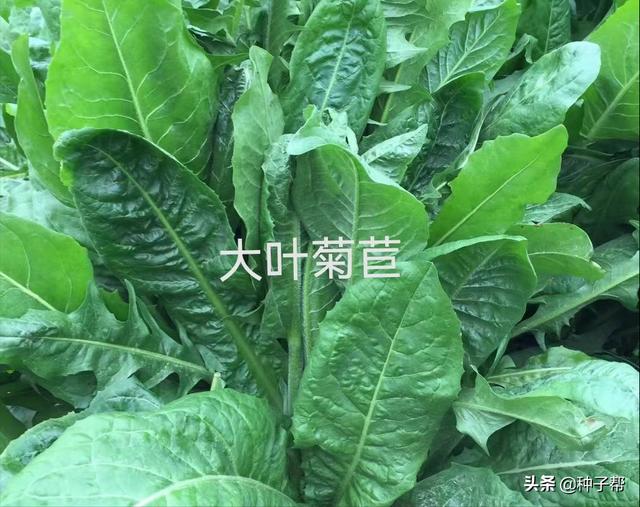 菊苣的作用