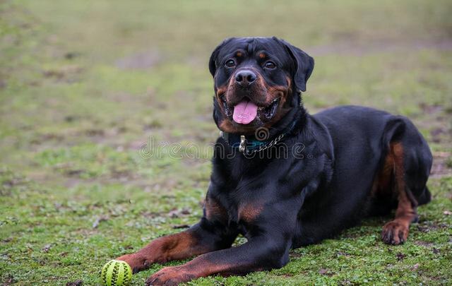 比特犬斗狗视频