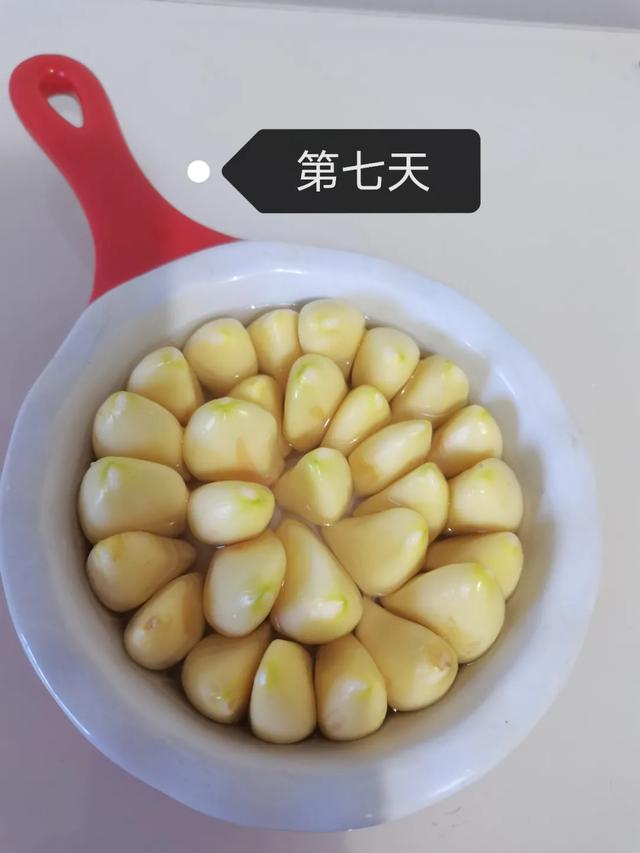 蒜苗的生长过程观察日记