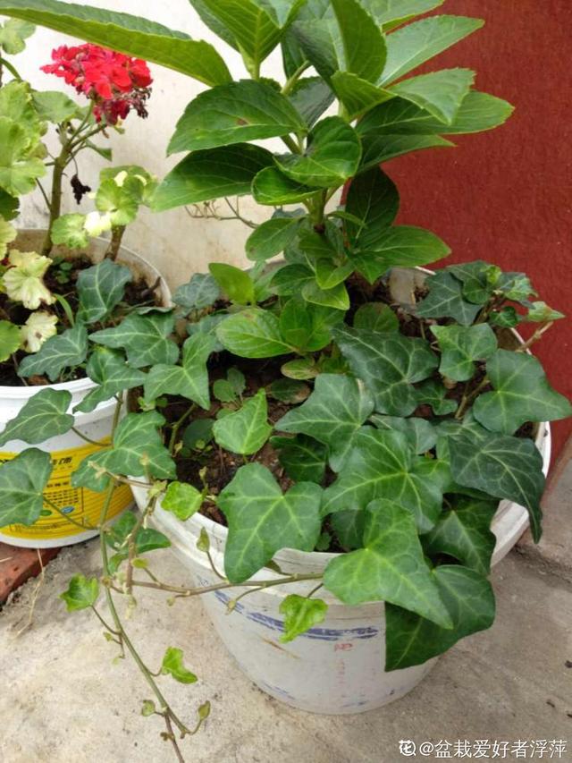 植物图片及名称大全（80种常见植物图解）(11)